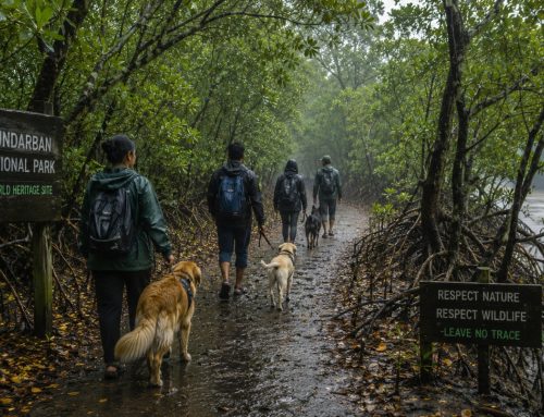 Homestays in Sundarbans: Live Like a Local During the Monsoon Season